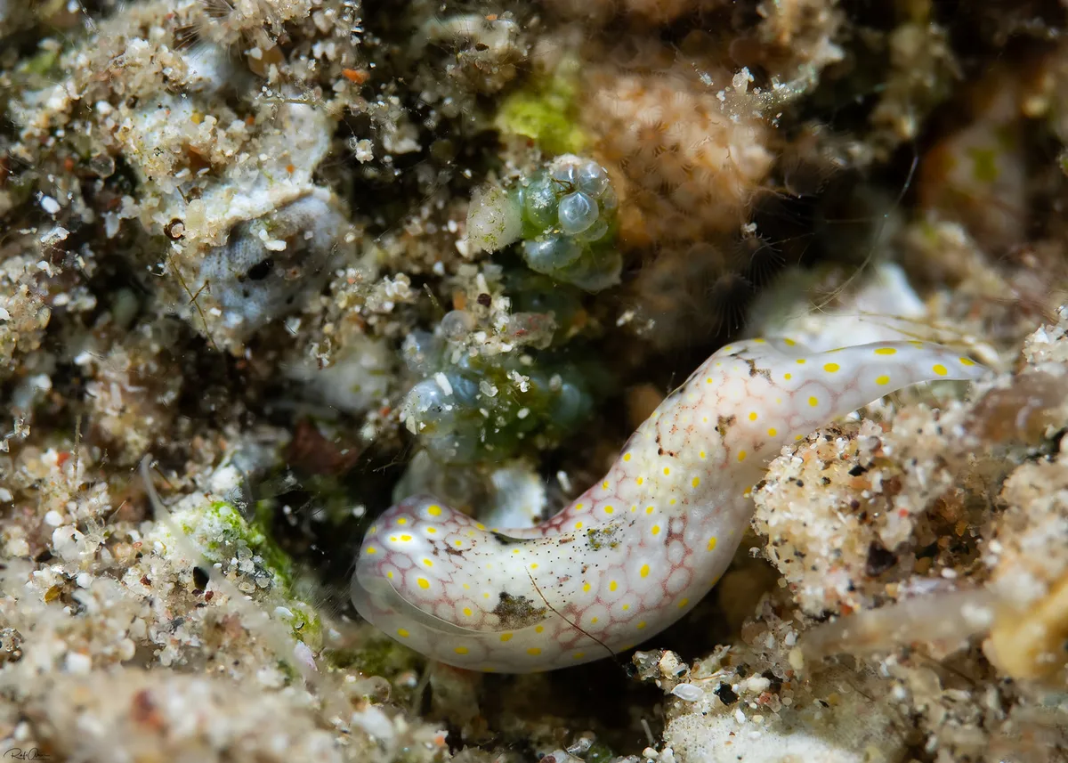 Odontoglaja mosaica - דו-זנבית מוזאיקה