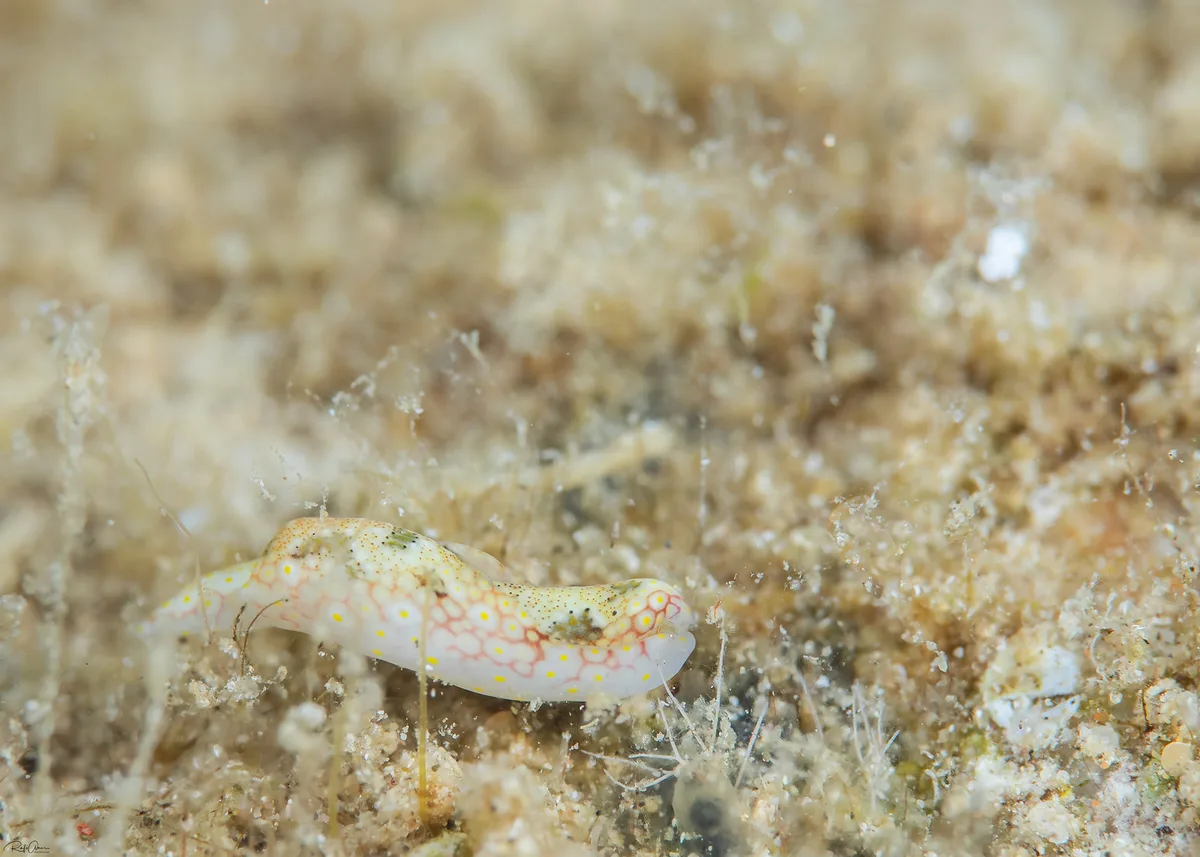 Odontoglaja mosaica - Mosaic Headshield Slug