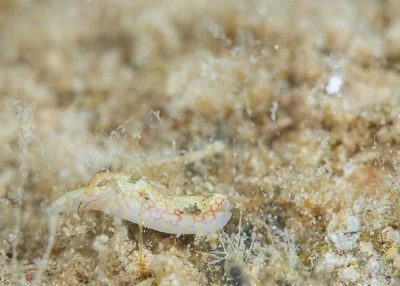 Odontoglaja mosaica - Mosaic Headshield Slug