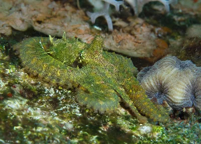 Mosaic Longarm Octopus
