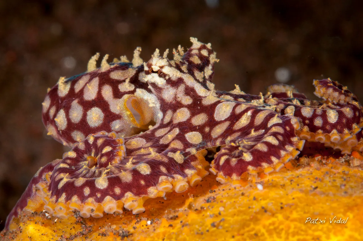 Mosaic Longarm Octopus