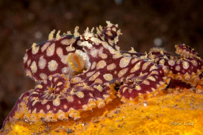 Mosaic Longarm Octopus
