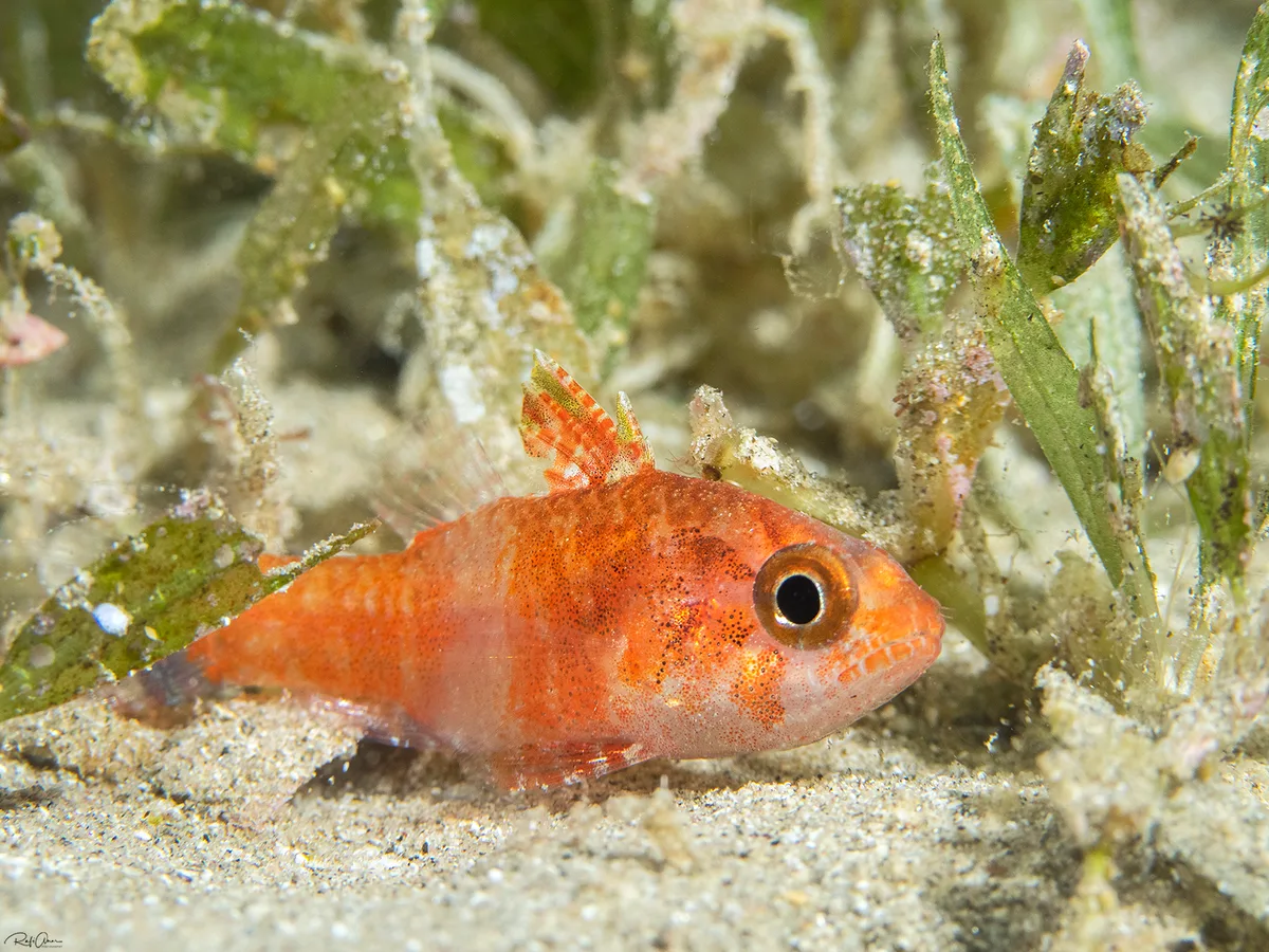 Mottled Cardinalfish