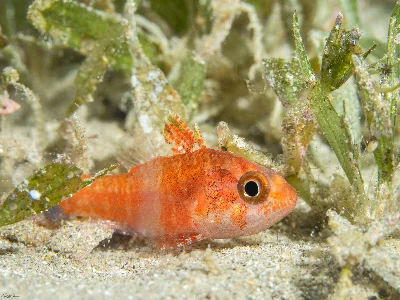 Mottled Cardinalfish