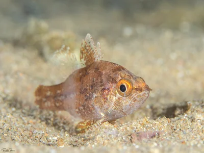 Dwarf Cardinalfish - Fowleria vaiulae