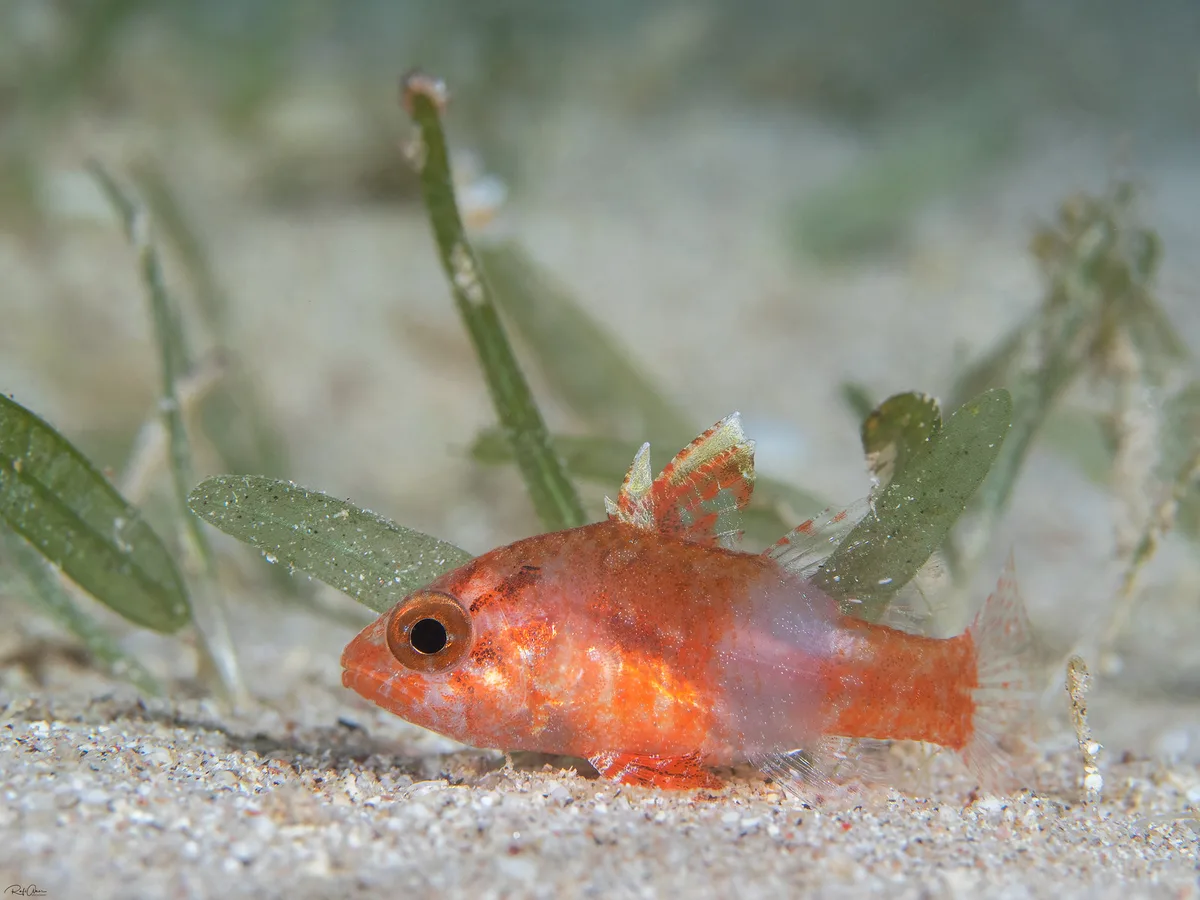 Fowleria vaiulae - Dwarf Cardinalfish