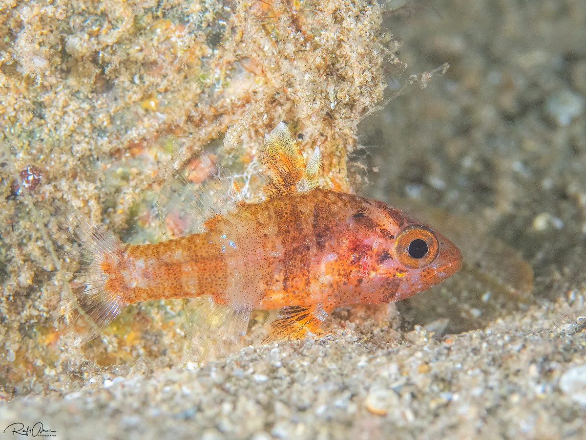 Dwarf Cardinalfish - Fowleria vaiulae