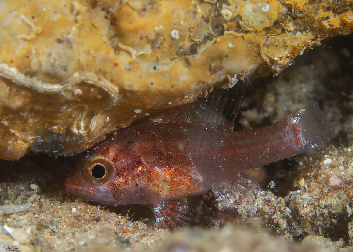 Fowleria vaiulae - Dwarf Cardinalfish