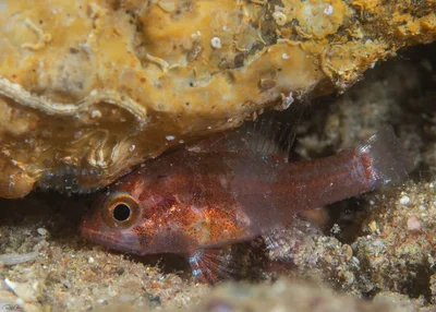 Fowleria vaiulae - Dwarf Cardinalfish