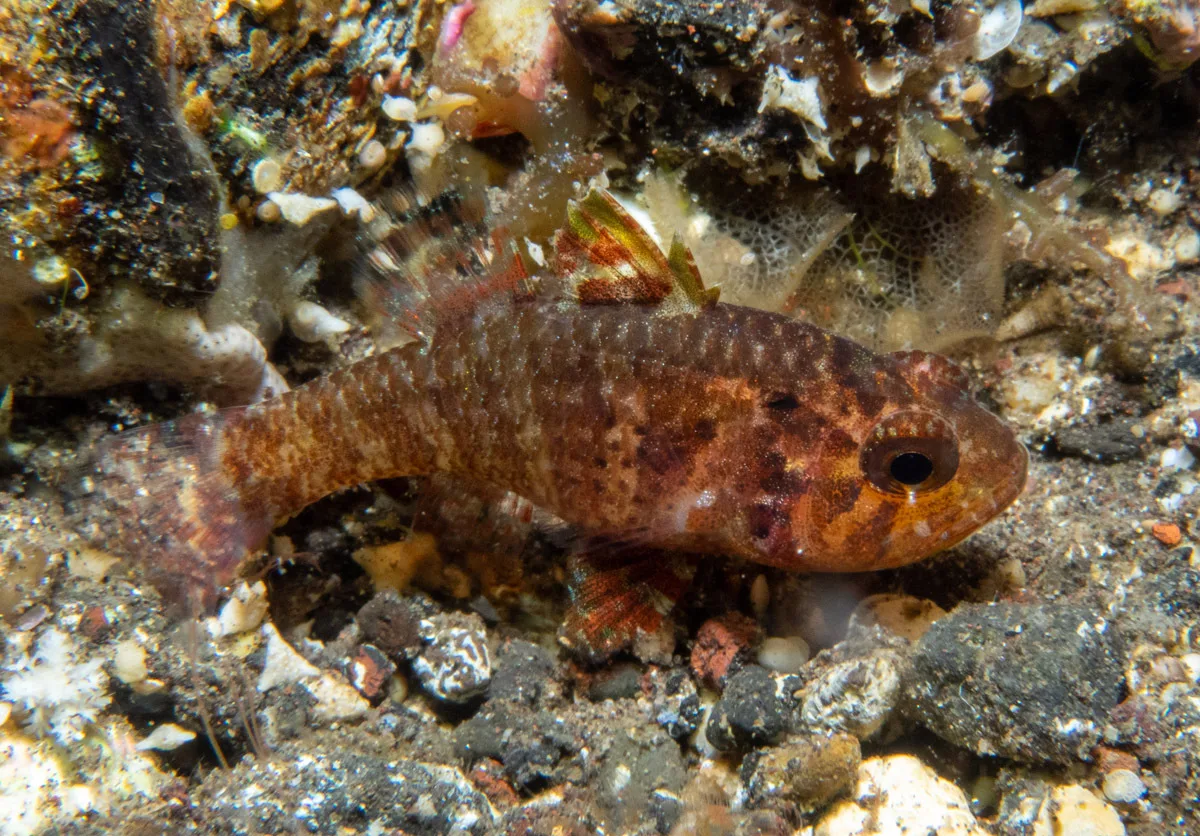 Fowleria vaiulae - Sidem, Kubu, Karangasem Regency, Bali, Indonesia
