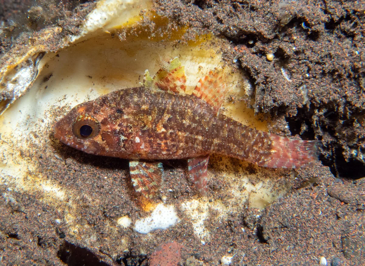 Fowleria vaiulae - Batuniti, near Tulamben, Kubu, Karangasem Regency, Bali, Indonesia