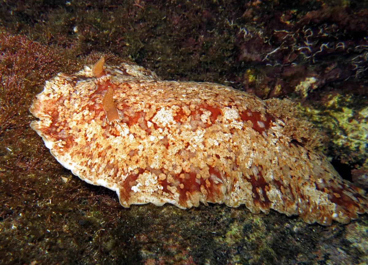 Platydoris inframaculata
