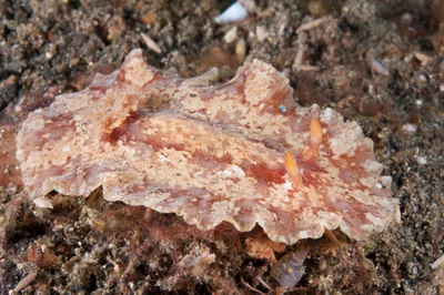 Platydoris inframaculata - Bronsel, Tandurusa, Aertembaga, Bitung City, North Sulawesi, Indonesia