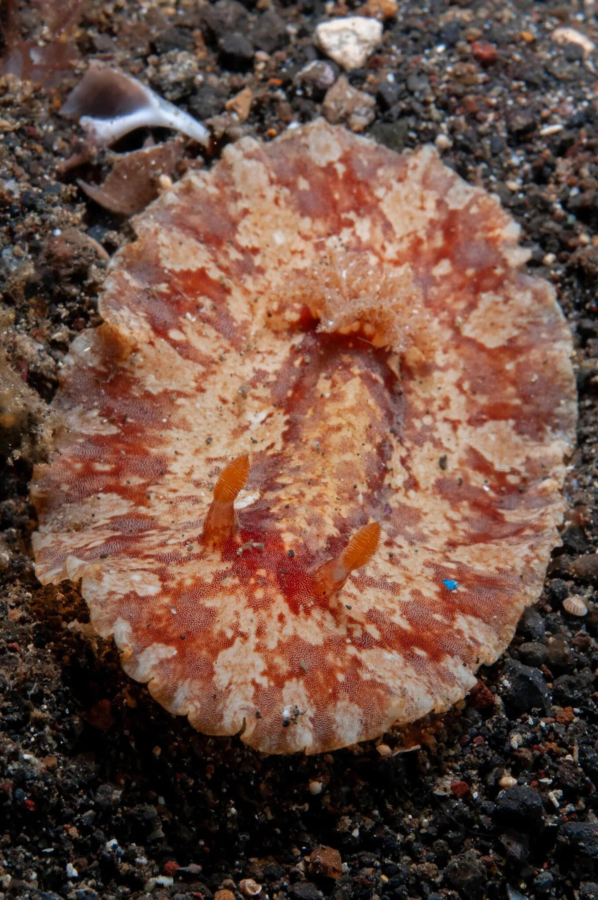 Platydoris inframaculata - Bronsel, Tandurusa, Aertembaga, Bitung City, North Sulawesi, Indonesia