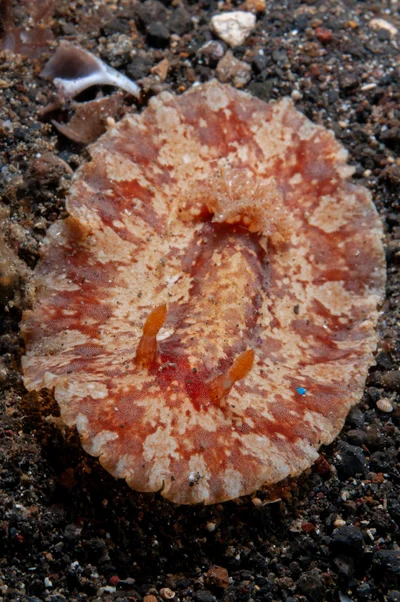 Platydoris inframaculata - Bronsel, Tandurusa, Aertembaga, Bitung City, North Sulawesi, Indonesia