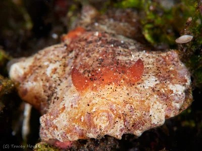 Platydoris inframaculata - Tulamben, Kubu, Karangasem Regency, Bali, Indonesia