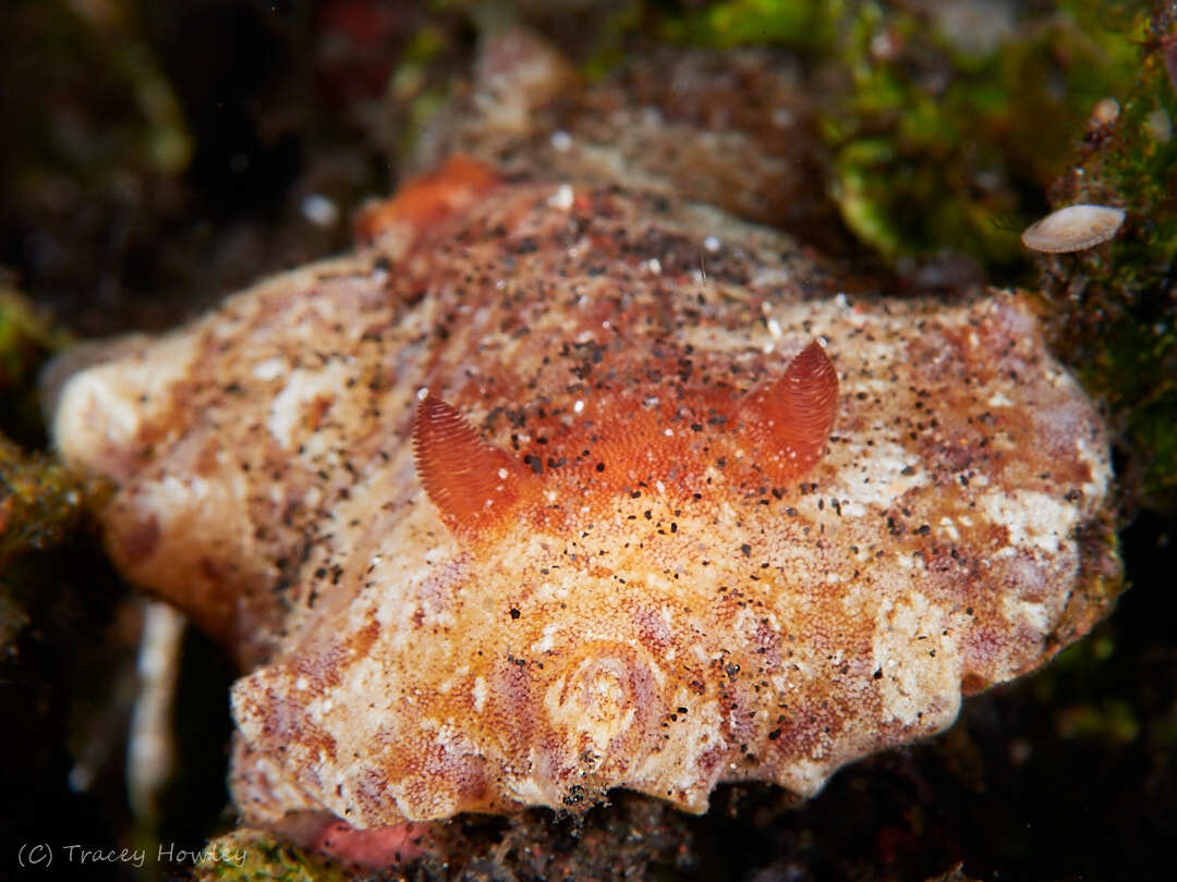 Platydoris inframaculata - Tulamben, Kubu, Karangasem Regency, Bali, Indonesia