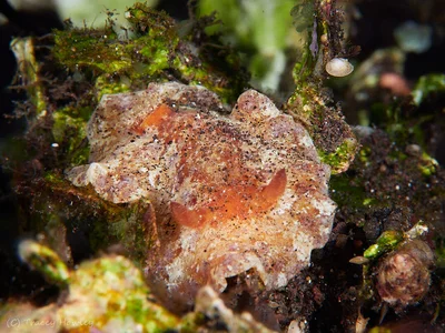 Platydoris inframaculata - Tulamben, Kubu, Karangasem Regency, Bali, Indonesia