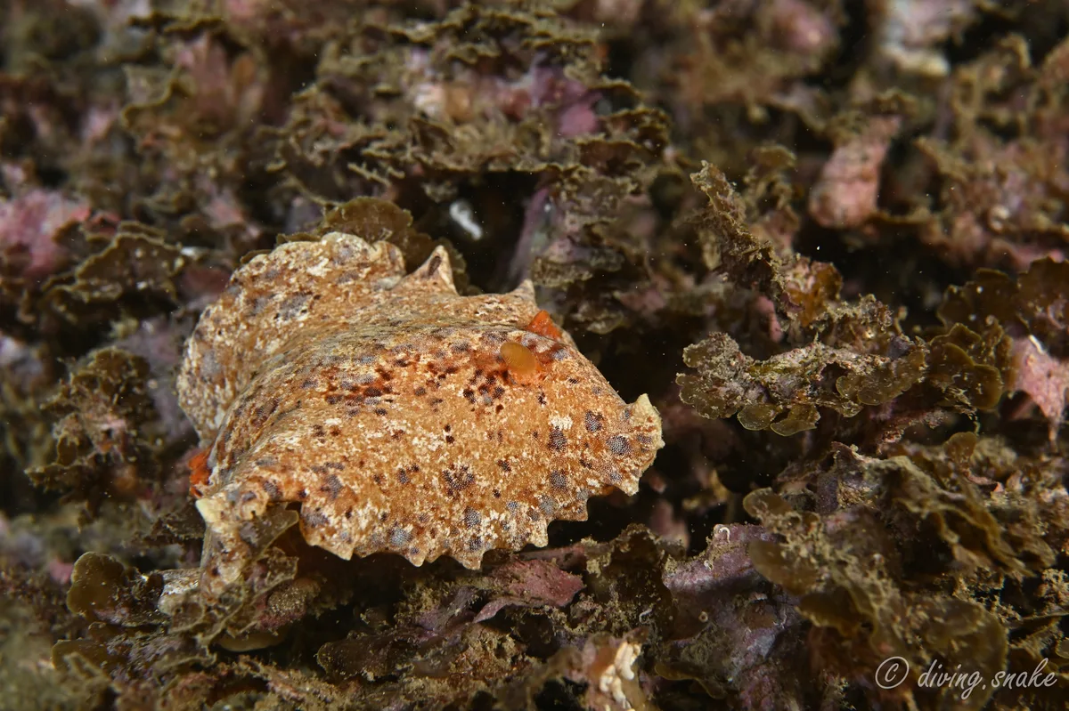 Platydoris inframaculata - New Taipei, TW-NT-TP, TW