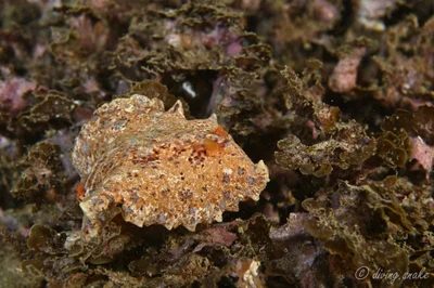 Platydoris inframaculata - New Taipei, TW-NT-TP, TW