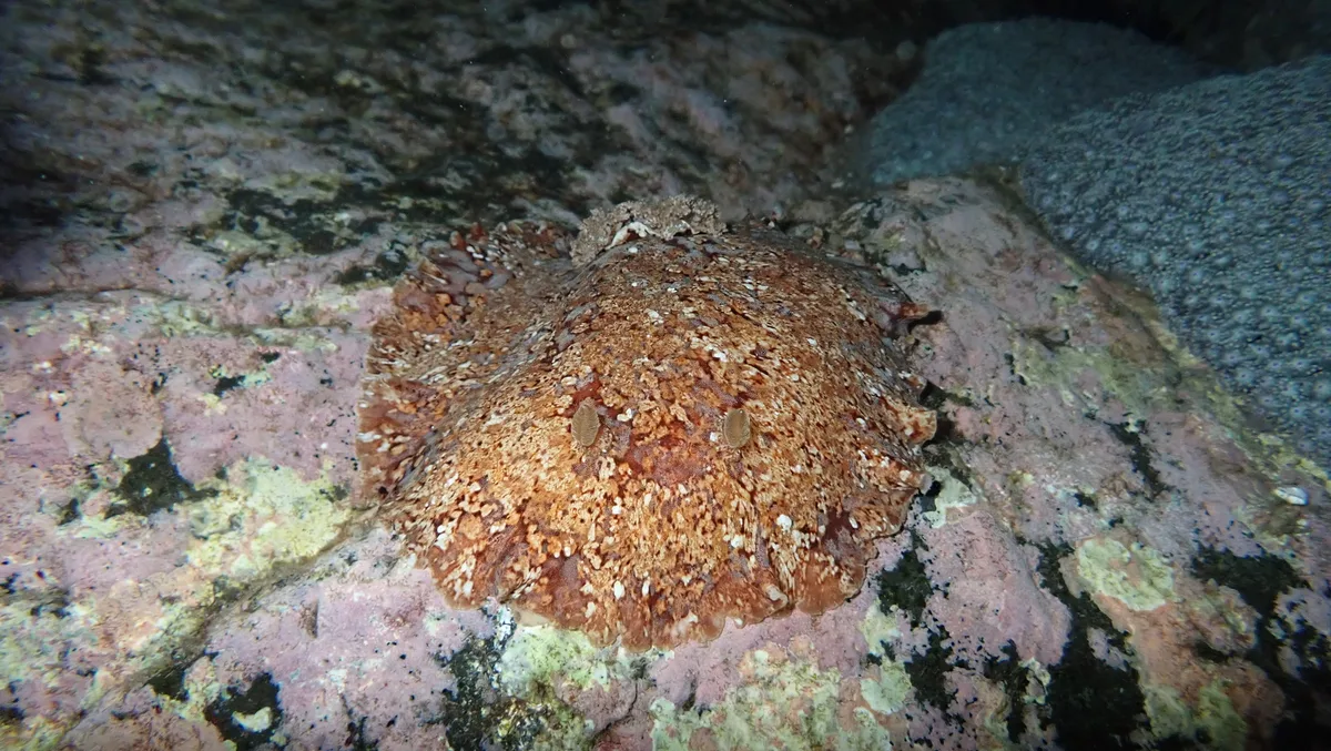 Platydoris inframaculata