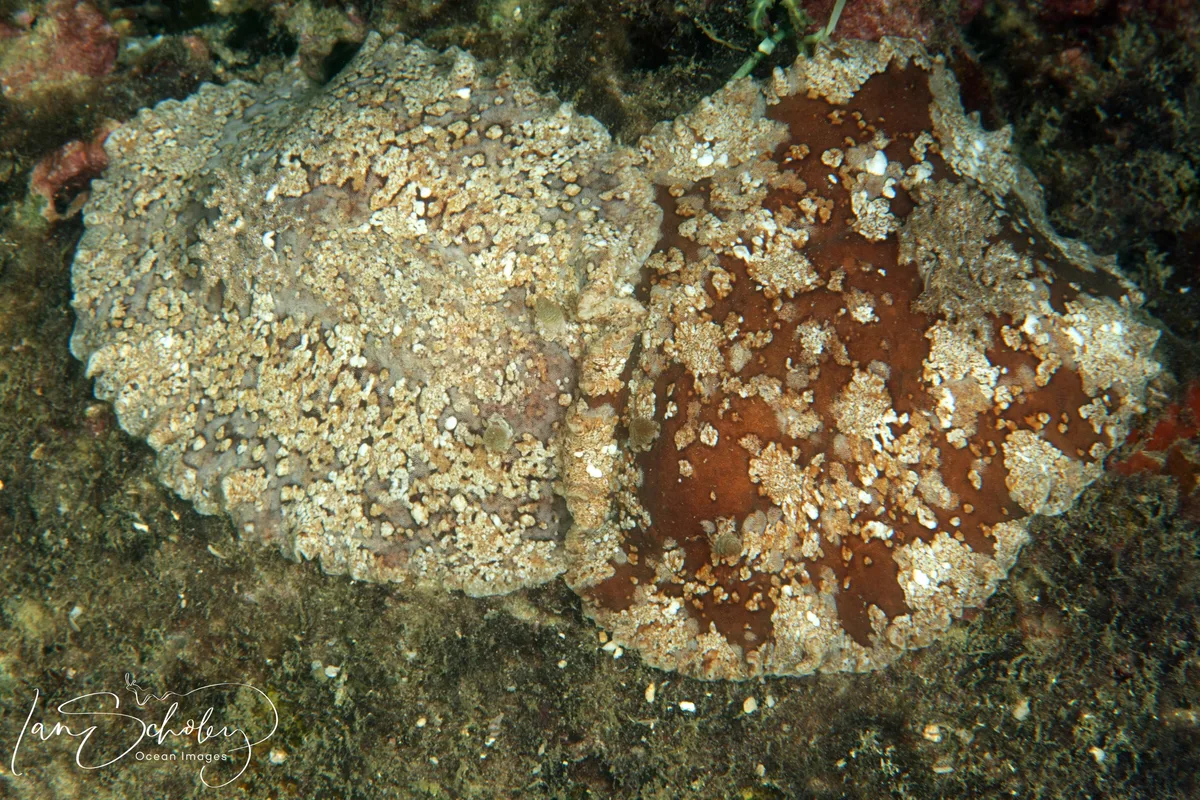 Platydoris inframaculata - Trincomalee, Sri Lanka