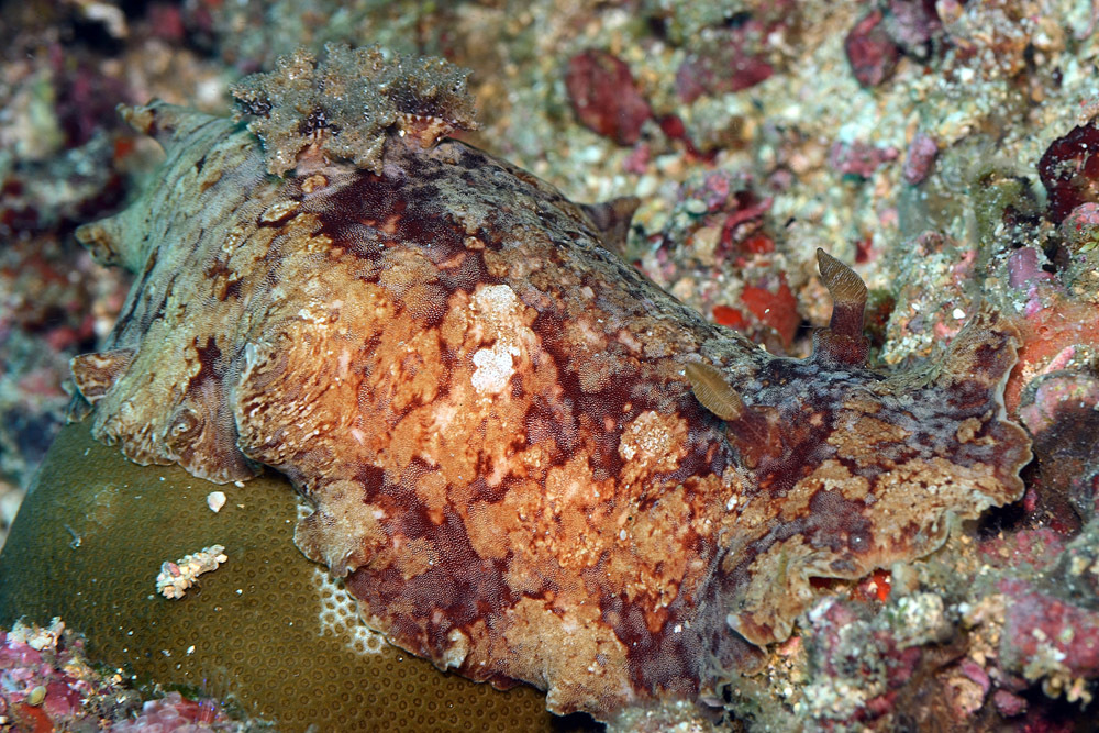 Platydoris inframaculata - Mabini, Batangas, Philippines