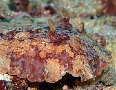 Platydoris inframaculata - Mabini, Batangas, Philippines