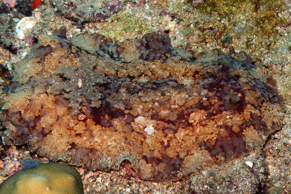 Platydoris inframaculata - Mabini, Batangas, Philippines