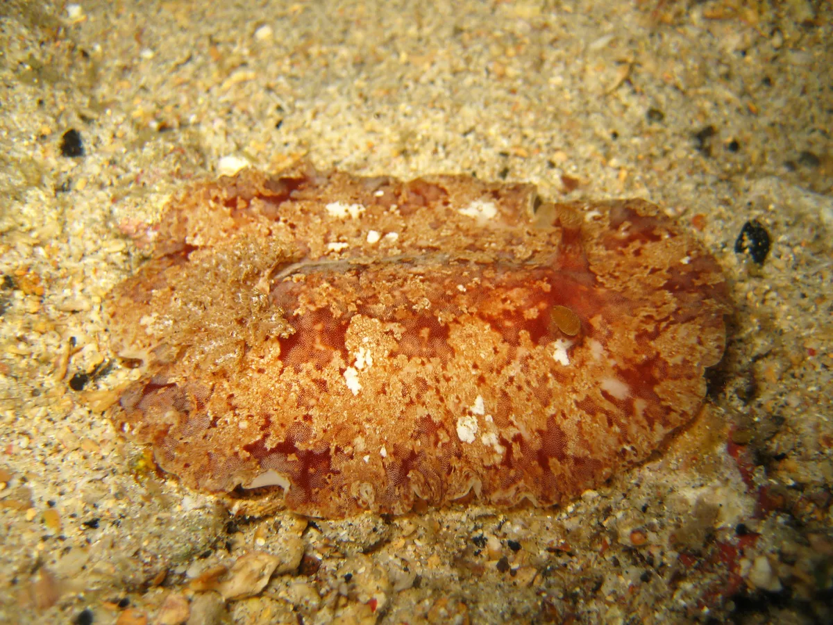 Platydoris inframaculata - Mabini, Batangas, Philippines