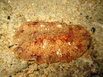 Platydoris inframaculata - Mabini, Batangas, Philippines