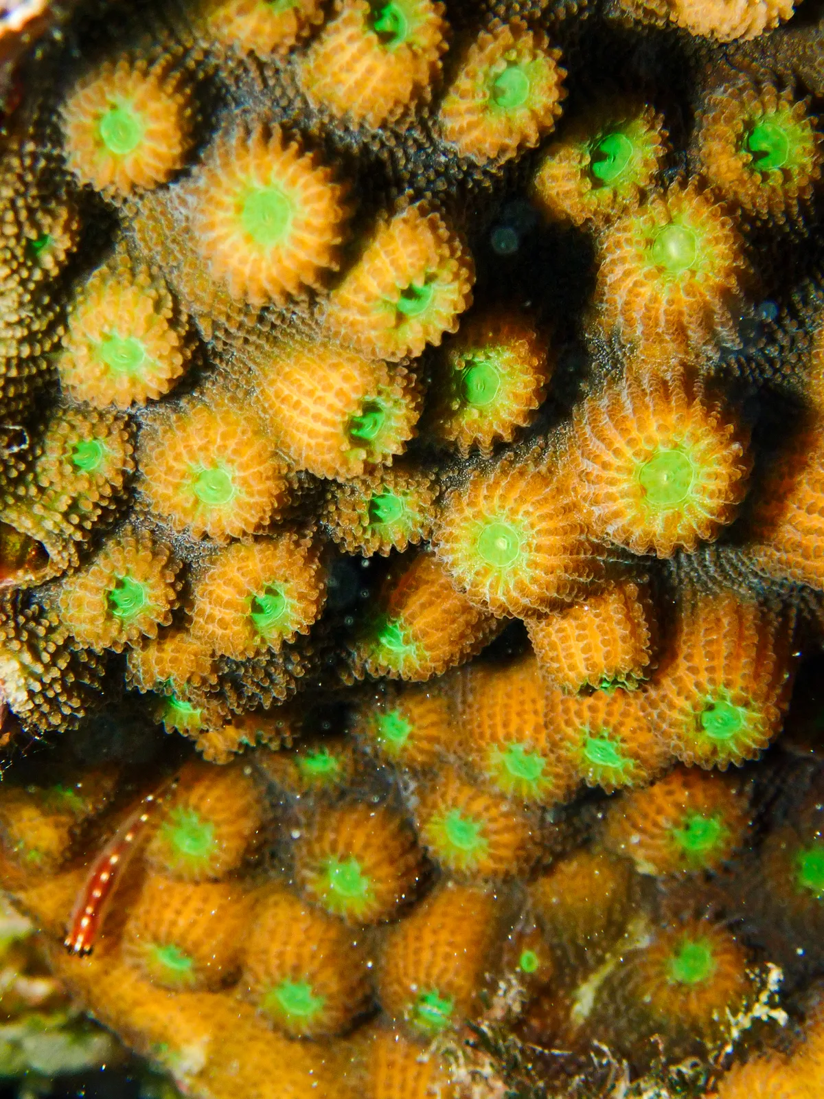 Mountainous Star Coral