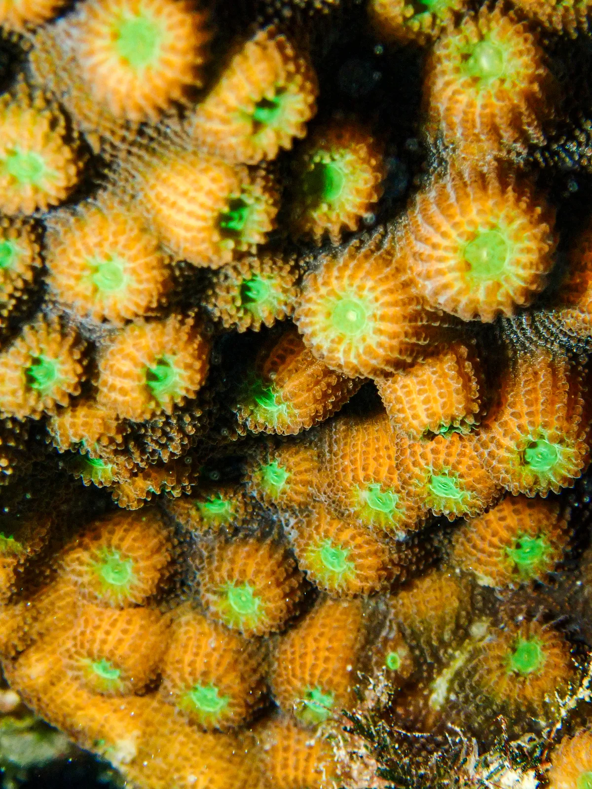 Mountainous Star Coral