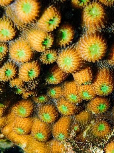 Mountainous Star Coral