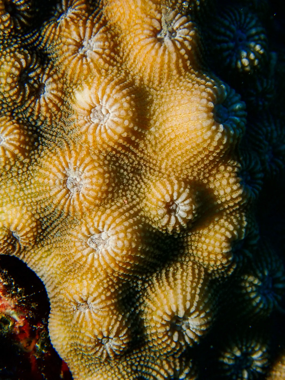 Mountainous Star Coral