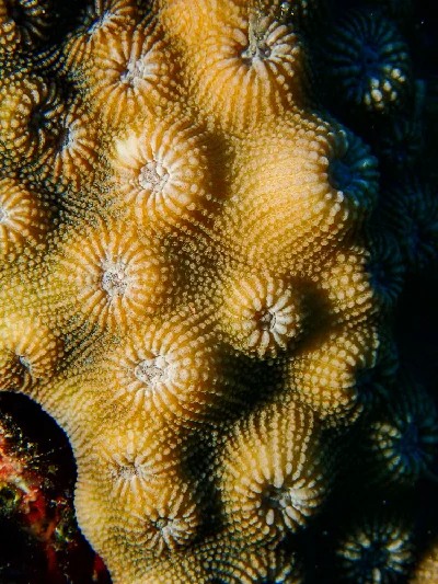 Mountainous Star Coral