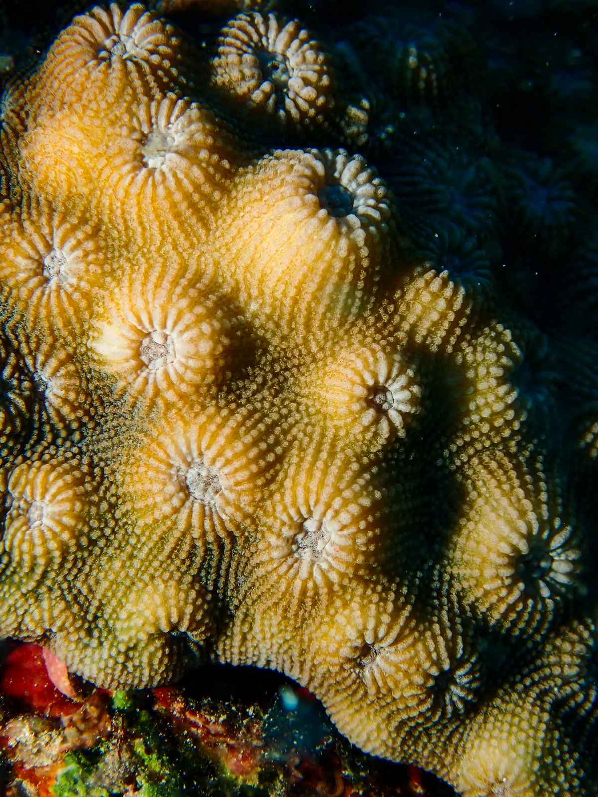 Mountainous Star Coral