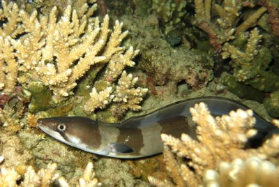 Conger cinereus