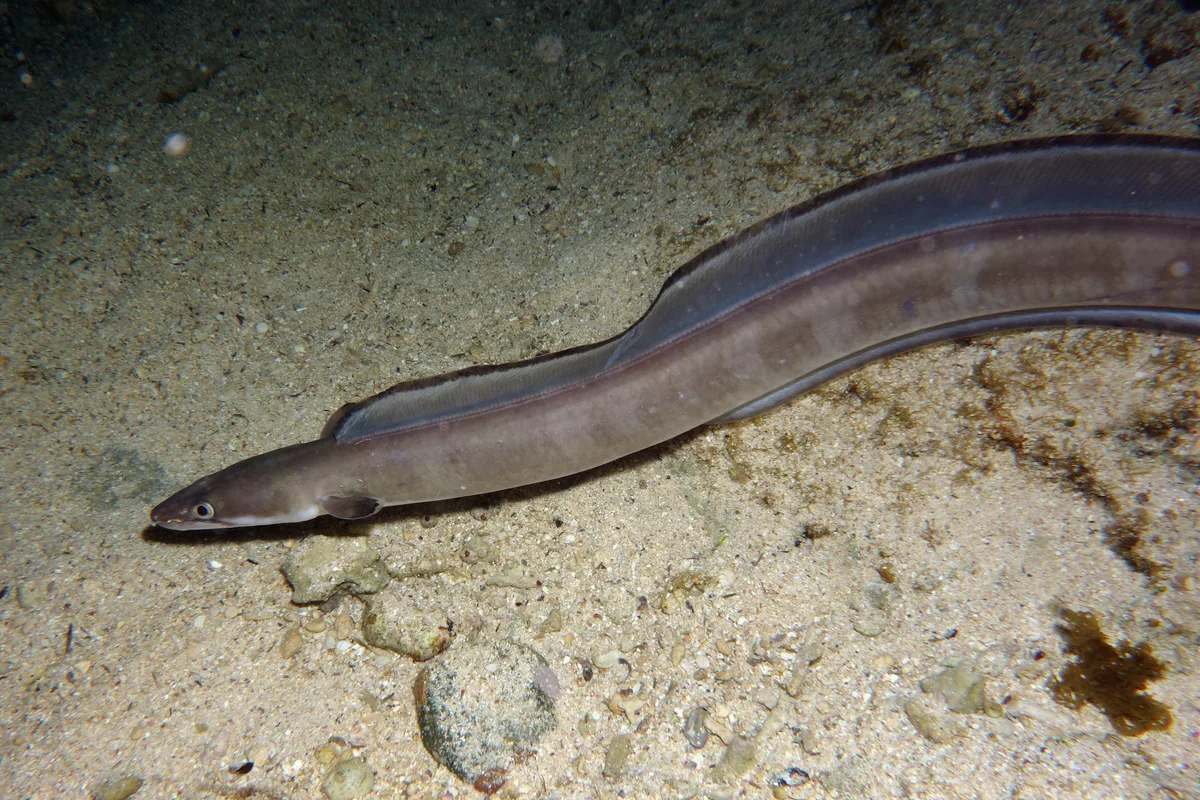 Longfin African Conger, Conger cinereus Rüppell, 1830