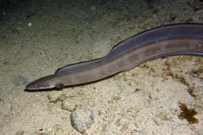 Longfin African Conger, Conger cinereus Rüppell, 1830