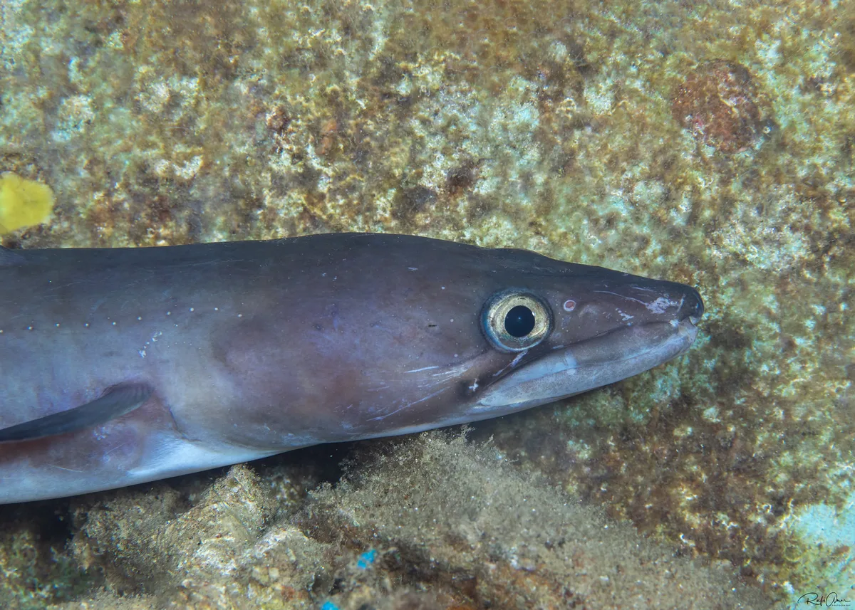 Mustache Conger - Conger cinereus