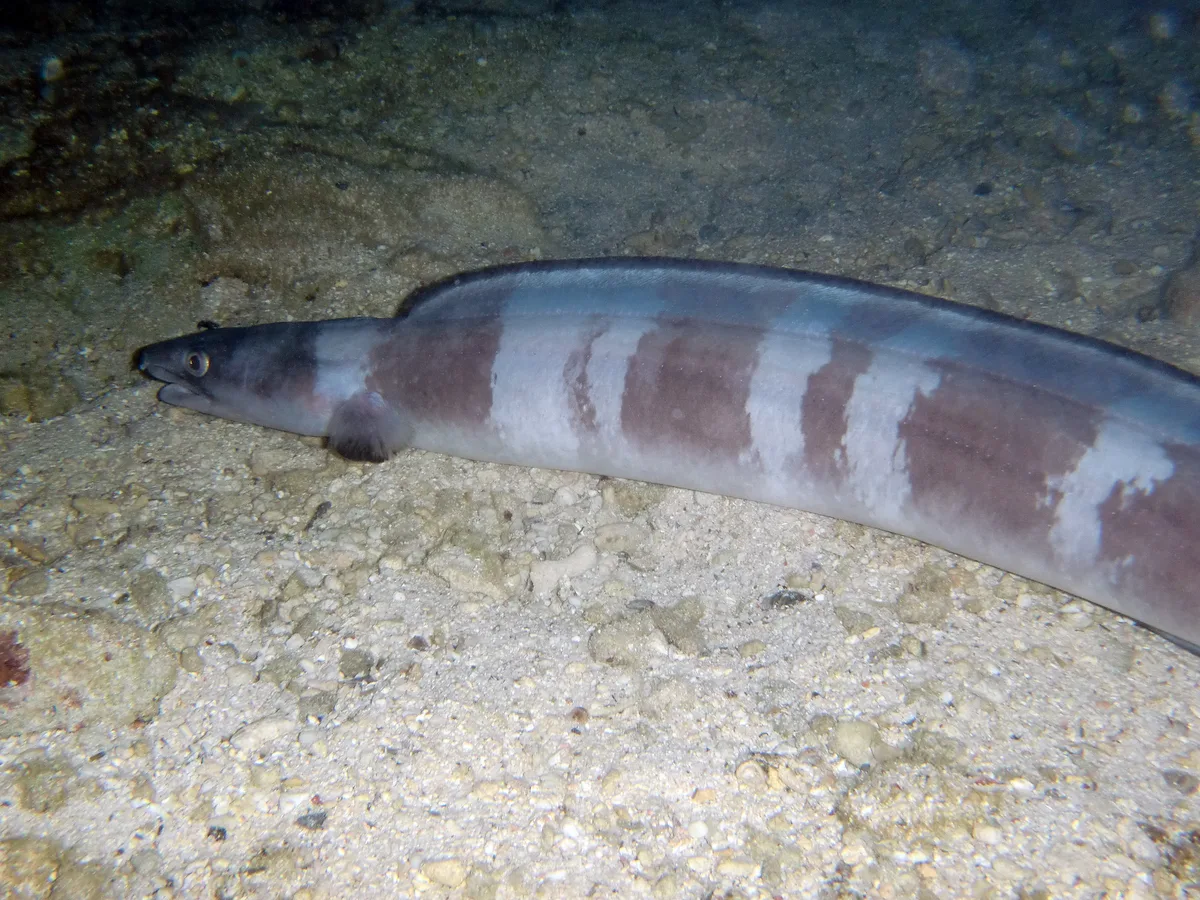 Longfin African Conger, Conger cinereus Rüppell, 1830