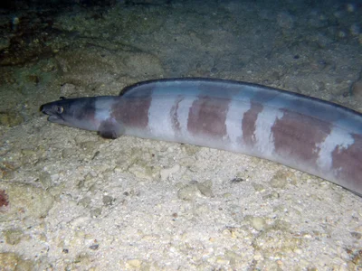 Longfin African Conger, Conger cinereus Rüppell, 1830