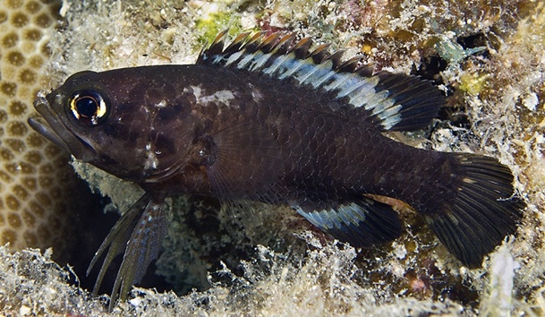 Moustache Longfin