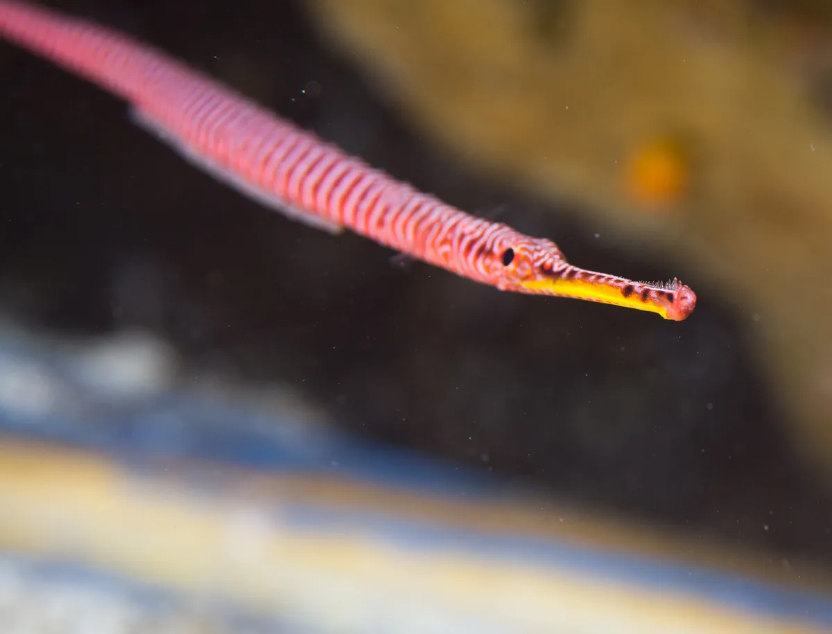 Banded Pipefish with eggs - Dunckerocampus multiannulatus (male)
