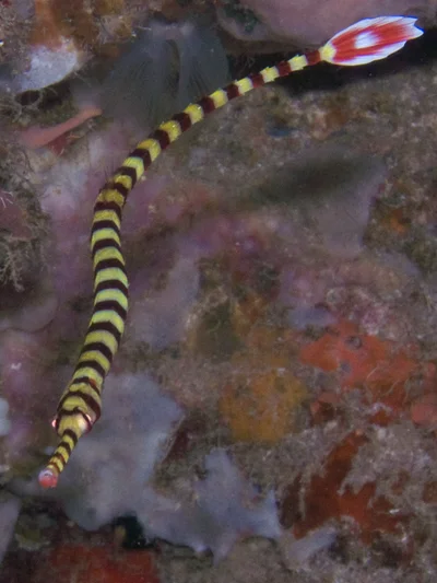 Dunckerocampus multiannulatus