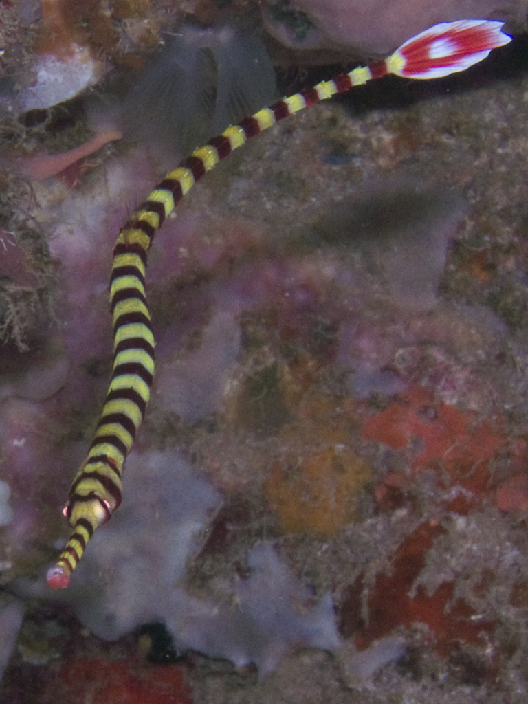 Dunckerocampus multiannulatus