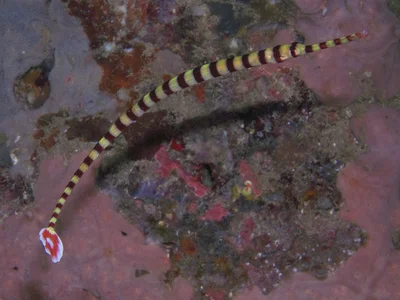 Dunckerocampus multiannulatus