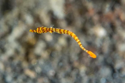 Dunckerocampus multiannulatus - juvenile