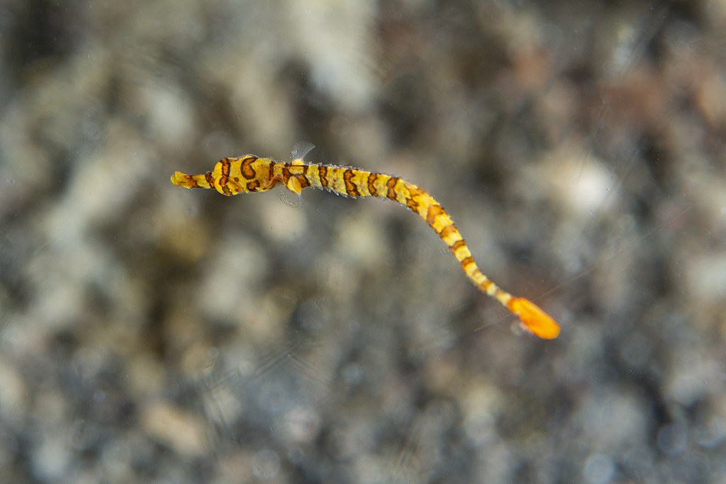 Dunckerocampus multiannulatus - juvenile